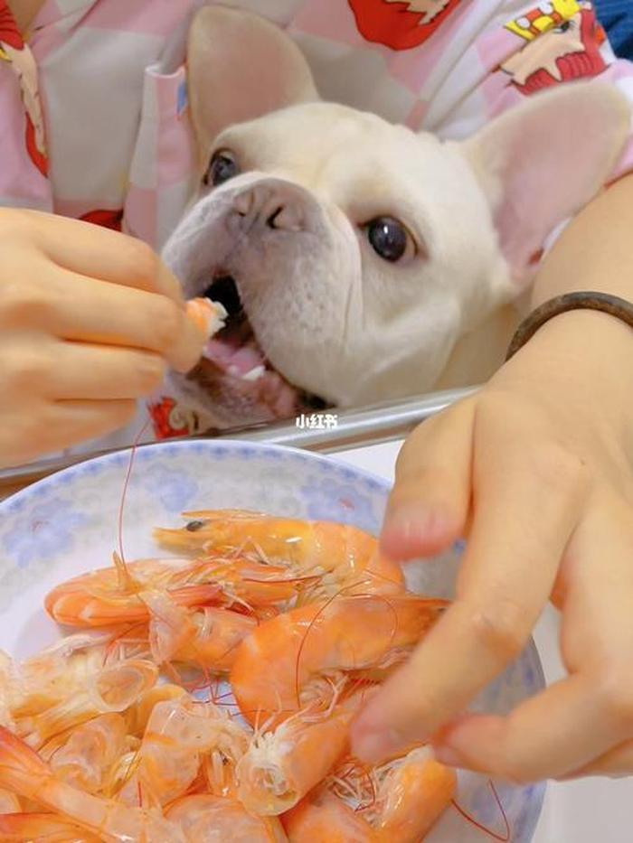 狗吃虾可以么；狗狗吃了虾头怎么补救