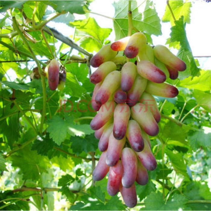 目前最好的葡萄新品种；适合北方的果树新品种
