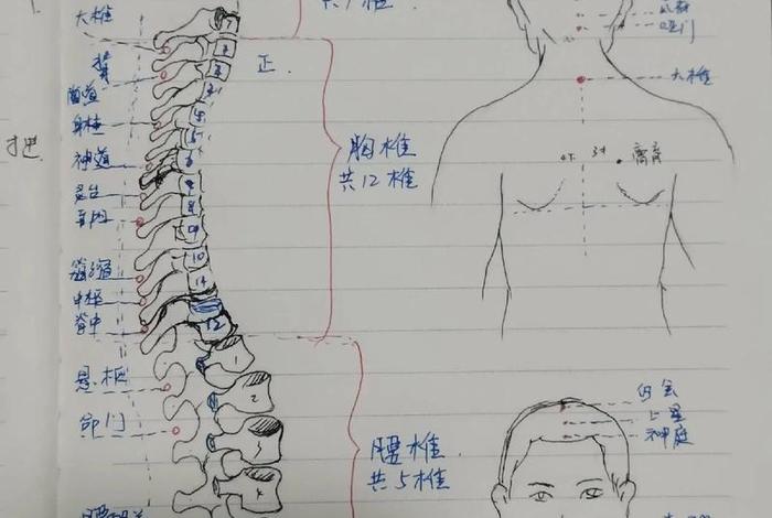 怎样自学针灸的针法，自学针灸入门必读针灸入门3987阅读