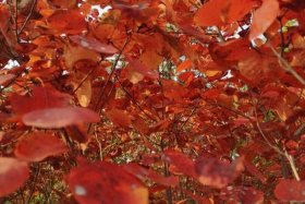 淘宝大学枫叶老师课程；我的青春的散文