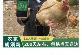 活鸡怎么做电商生意 活鸡怎么售卖