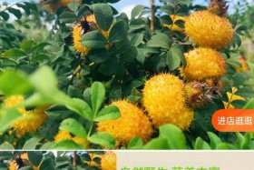 贵州宗盛刺梨产业品牌运营管理有限公司、贵州刺梨最好公司