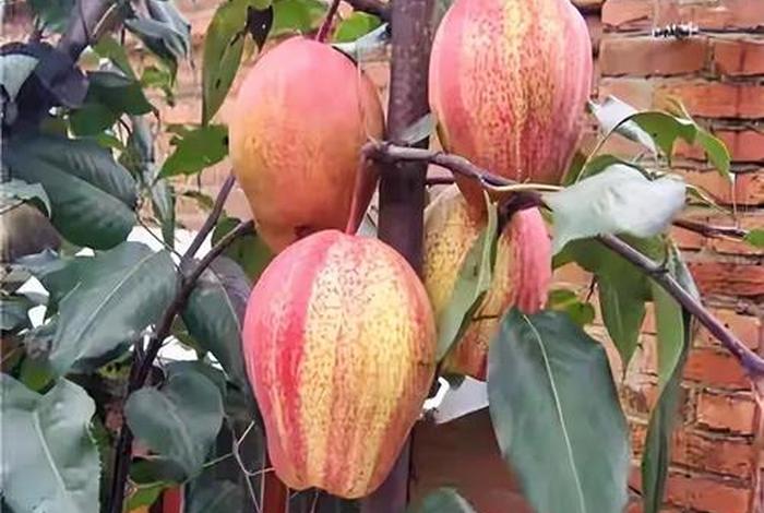 网购假树苗 - 网络上买到假果树苗 网购假树苗 - 网络上买到假果树苗