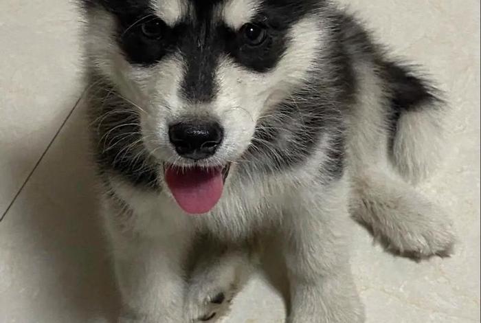 哈士奇电商插件下载最新版(哈士奇电商插件下载最新版本) 哈士奇电商插件下载最新版(哈士奇电商插件下载最新版本)