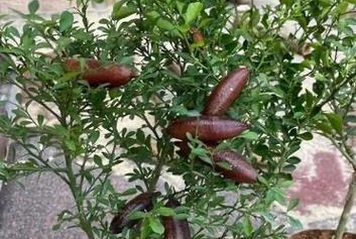 网上假树苗、网络上买到假果树苗