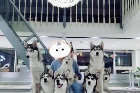 哈士奇电商插件下载官网哈士奇官方、哈士奇店群插件