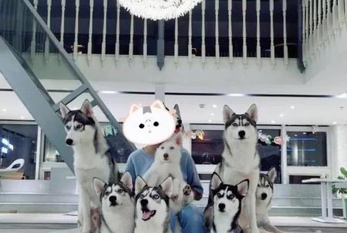 哈士奇电商插件下载官网哈士奇官方、哈士奇店群插件 哈士奇电商插件下载官网哈士奇官方、哈士奇店群插件