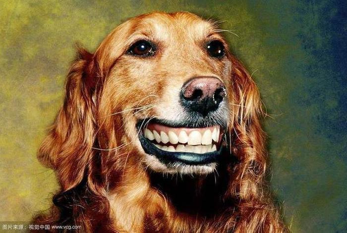 哈士奇网络科技有限公司,哈士奇网络科技有限公司是干嘛的 哈士奇网络科技有限公司,哈士奇网络科技有限公司是干嘛的