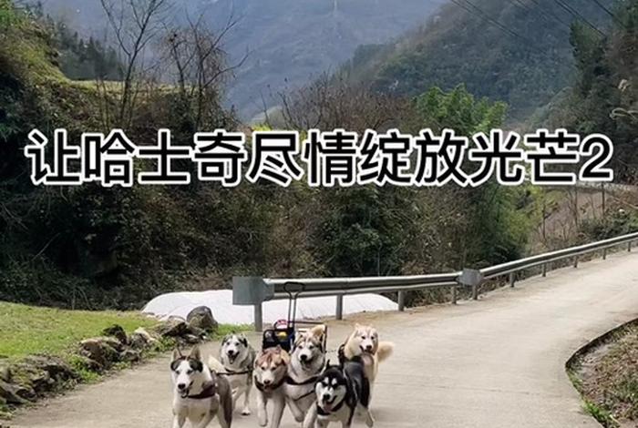 哈士奇插件怎么安装(哈士奇插件怎么安装到手机ios) 哈士奇插件怎么安装(哈士奇插件怎么安装到手机ios)