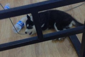 哈士奇电商插件损坏；哈士奇电商插件损坏怎么办