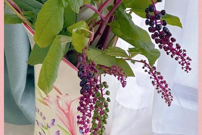 商花是什么 商陆花的花语是什么