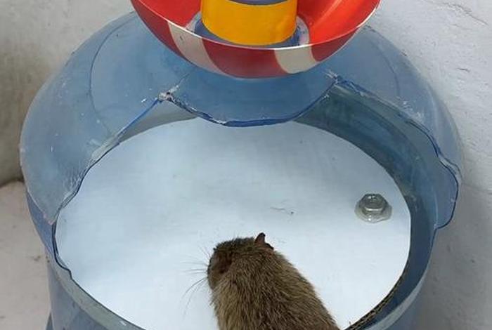 电商平台回应矿泉水5箱内有老鼠(电商平台回应矿泉水箱内有老鼠一) 电商平台回应矿泉水5箱内有老鼠(电商平台回应矿泉水箱内有老鼠一)