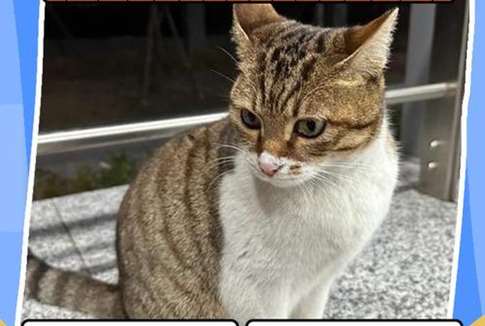 喵呜AI智能电商是真的吗(喵呜ai智能电商是真的吗) 喵呜AI智能电商是真的吗(喵呜ai智能电商是真的吗)