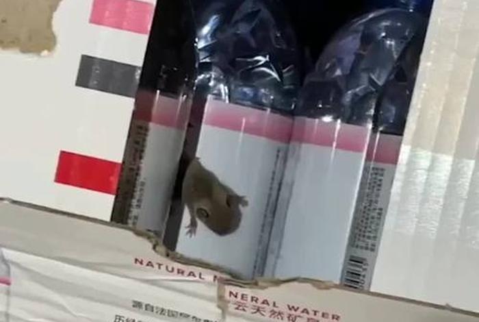 天猫超市回应矿泉水箱内有老鼠；天猫超市回应矿泉水快递现老鼠