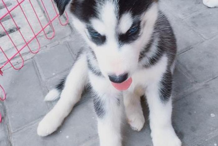 淘宝哈士奇插件安装 淘宝哈士奇插件安装不了 淘宝哈士奇插件安装 淘宝哈士奇插件安装不了