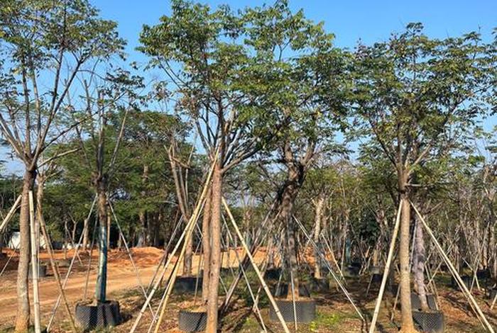 电商平台假苗木;揭秘电商平台假苗木 电商平台假苗木;揭秘电商平台假苗木