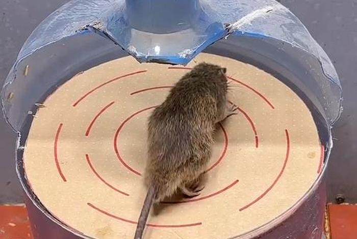 电商平台回应矿泉水箱内送有老鼠、电商平台回应矿泉水箱内有老鼠一 电商平台回应矿泉水箱内送有老鼠、电商平台回应矿泉水箱内有老鼠一