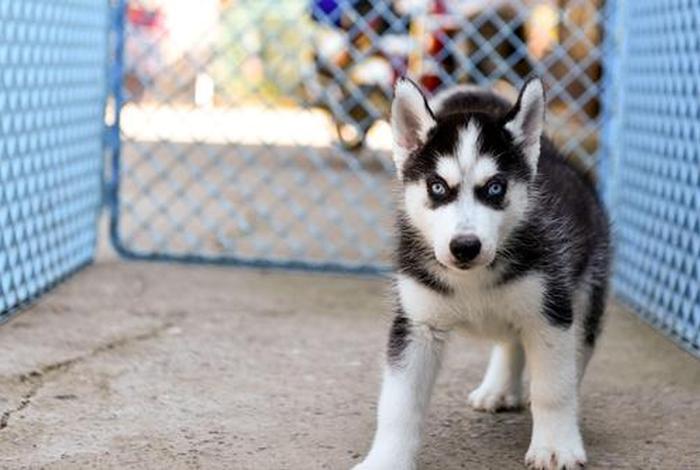 哈士奇电商工具下载图片 - 哈士奇电商工具下载图片大全 哈士奇电商工具下载图片 - 哈士奇电商工具下载图片大全