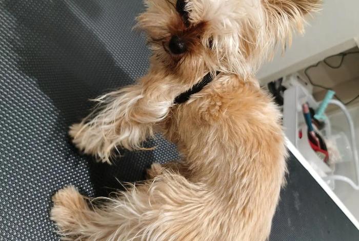 宠物店上班感觉好恶心,到宠物店上班有什么不好的地方 宠物店上班感觉好恶心,到宠物店上班有什么不好的地方