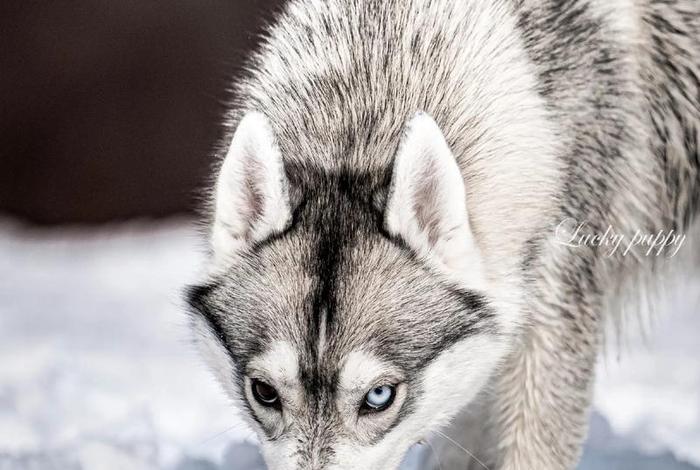 哈士奇官方网站、哈士奇官方网站是什么 哈士奇官方网站、哈士奇官方网站是什么