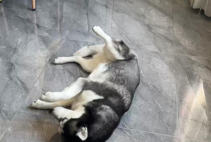 哈士奇电商插件不能用怎么回事(哈士奇电商插件不能用怎么回事儿) 哈士奇电商插件不能用怎么回事(哈士奇电商插件不能用怎么回事儿)