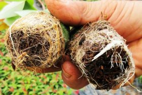 网上买的假苗木怎么处理、网上买的假苗木怎么处理好