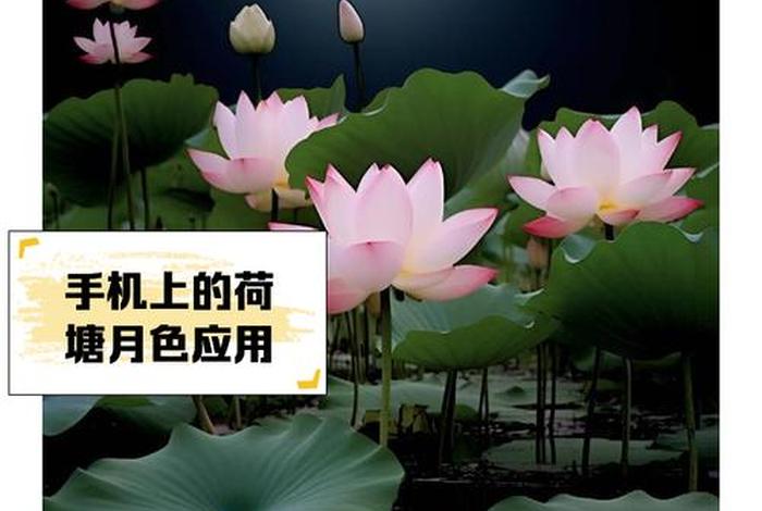 荷塘月色淘宝论坛首页,荷塘月色淘宝小号购买论坛 荷塘月色淘宝论坛首页,荷塘月色淘宝小号购买论坛