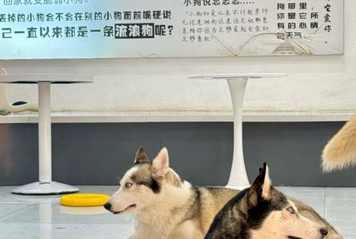 哈士奇电商插件官网下载安装官方最新版 - 哈士奇插件怎么安装 哈士奇电商插件官网下载安装官方最新版 - 哈士奇插件怎么安装