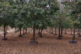 电商平台假苗木；揭秘电商平台假苗木