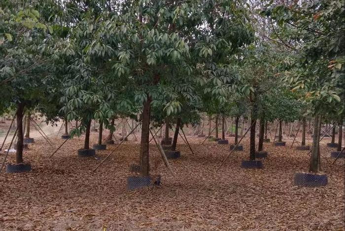 电商平台假苗木;揭秘电商平台假苗木 电商平台假苗木;揭秘电商平台假苗木