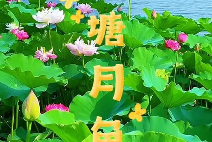 荷塘月色淘宝论坛首页,荷塘月色淘宝小号购买论坛 荷塘月色淘宝论坛首页,荷塘月色淘宝小号购买论坛