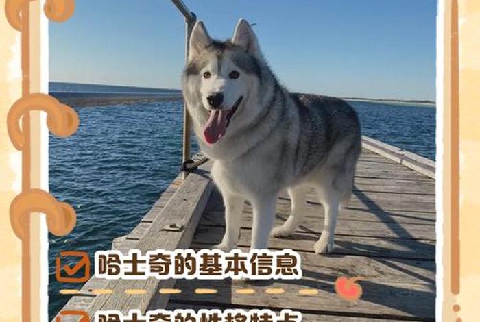 电商插件哈士奇，电商插件哈士奇怎么下载评价