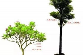 苗木电商避坑指南 苗木电商下一步发展