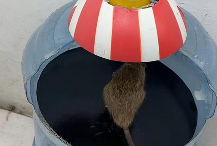 电商平台回应矿泉水箱内有老鼠了 - 电商平台回应矿泉水箱内有老鼠一 电商平台回应矿泉水箱内有老鼠了 - 电商平台回应矿泉水箱内有老鼠一