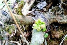 网购苗木风险防范、网购苗木风险防范措施