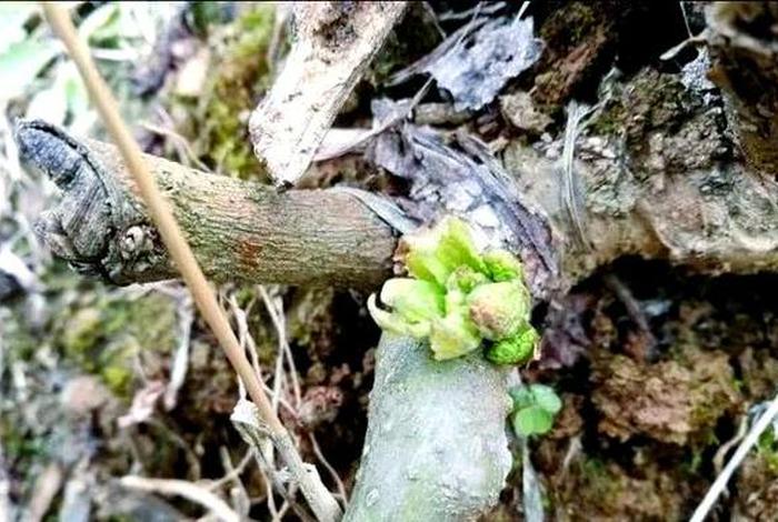 网购苗木风险防范、网购苗木风险防范措施 网购苗木风险防范、网购苗木风险防范措施