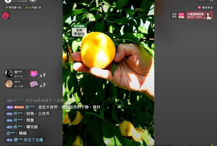 桃子电商运营直播、桃子电商运营直播视频 桃子电商运营直播、桃子电商运营直播视频