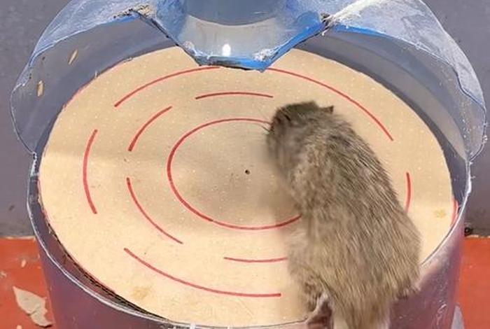 矿泉水被老鼠爬了还能喝吗 矿泉水被老鼠爬了还能喝吗视频 矿泉水被老鼠爬了还能喝吗 矿泉水被老鼠爬了还能喝吗视频