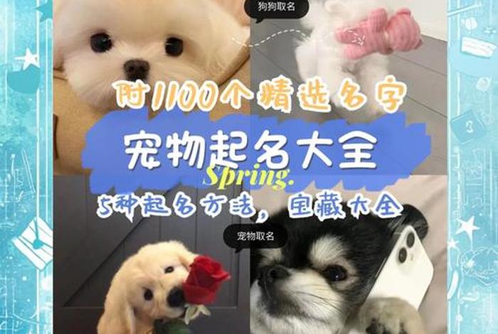 宠物用品电商取名字 宠物用品电商取名字怎么取 宠物用品电商取名字 宠物用品电商取名字怎么取