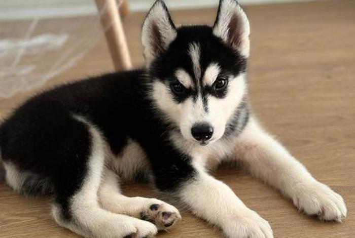 手机如何下载哈士奇插件 手机如何下载哈士奇插件软件 手机如何下载哈士奇插件 手机如何下载哈士奇插件软件