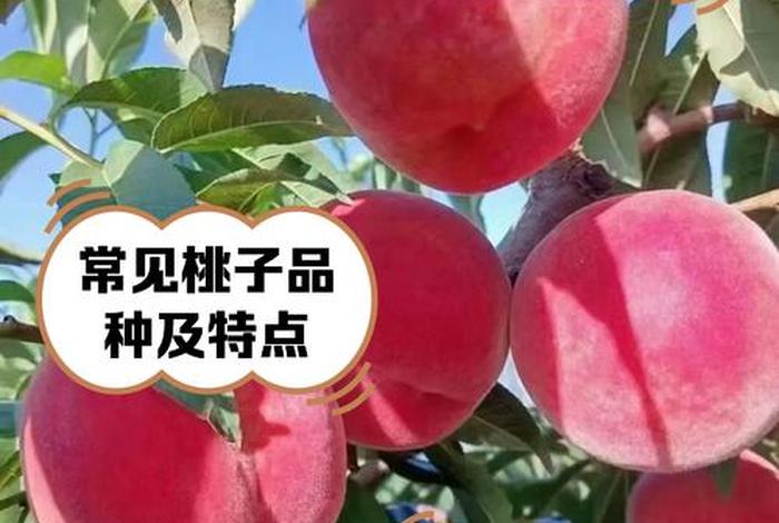 桃子平台,桃子手游平台官方网站 桃子平台,桃子手游平台官方网站