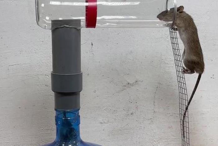 电商平台回应矿泉水箱内有老鼠了 - 电商平台回应矿泉水箱内有老鼠一 电商平台回应矿泉水箱内有老鼠了 - 电商平台回应矿泉水箱内有老鼠一