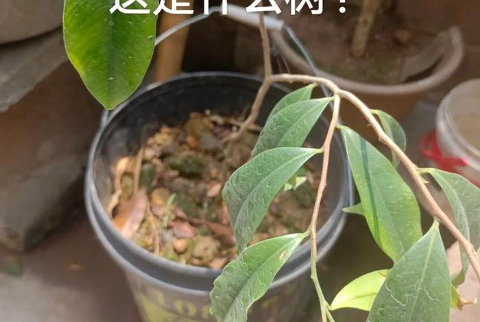 电商平台假苗木陷阱;揭秘电商平台假苗木 电商平台假苗木陷阱;揭秘电商平台假苗木