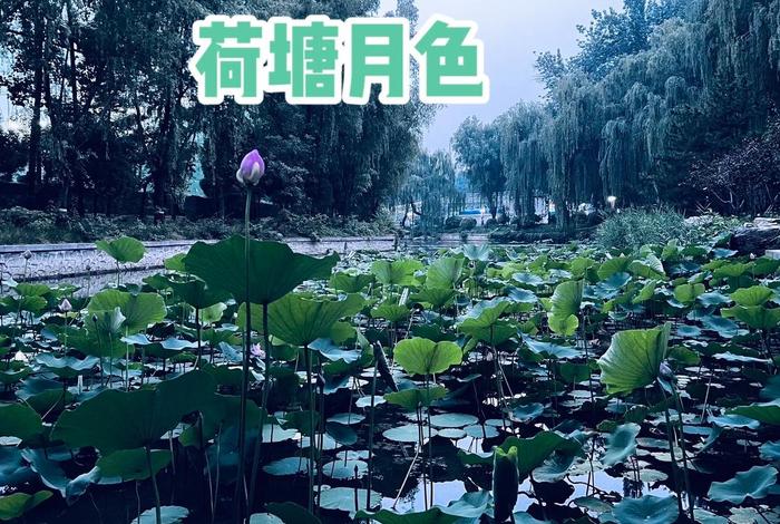 荷塘月色app是真的吗,荷塘月色app是真的吗还是假的 荷塘月色app是真的吗,荷塘月色app是真的吗还是假的
