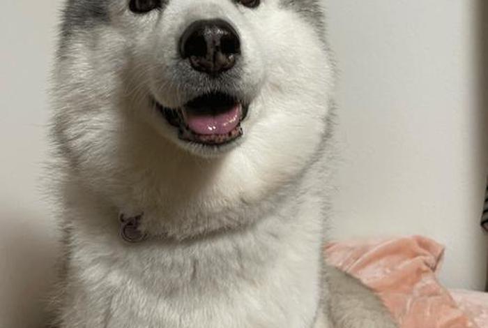 哈士奇电商插件下载最新版(哈士奇电商插件下载最新版本) 哈士奇电商插件下载最新版(哈士奇电商插件下载最新版本)