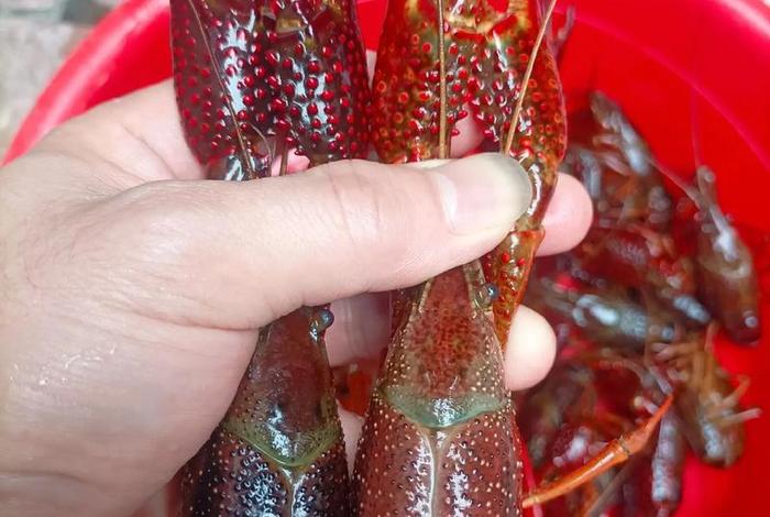 商店卖的一件小龙虾有多少斤 商店卖的一件小龙虾有多少斤呢 商店卖的一件小龙虾有多少斤 商店卖的一件小龙虾有多少斤呢