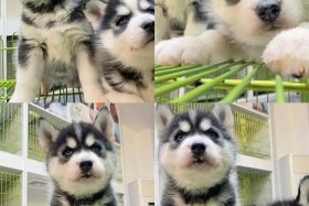 哈士奇助手 哈士奇助手官方下载