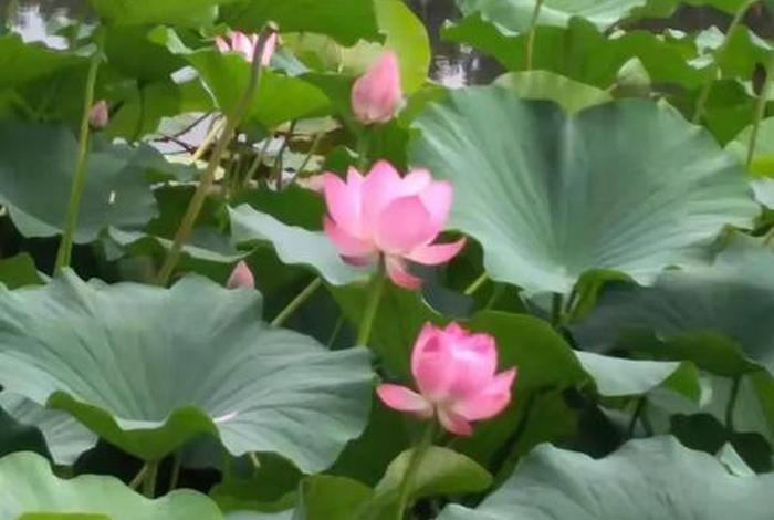 万全云 - 万全云松雾柳庄园 万全云 - 万全云松雾柳庄园