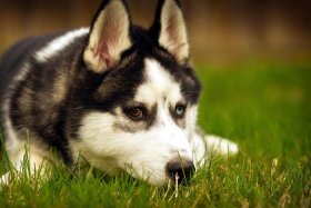 哈士奇插件怎么复制链接；哈士奇插件怎么复制链接到电脑