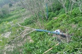 网上假苗最多是什么地方 网上假苗最多是什么地方的